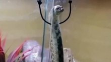 crazy animals from the internet pt.16