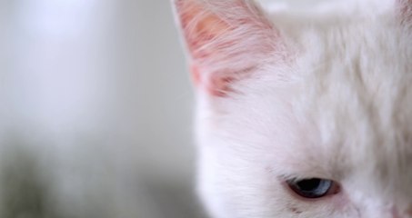 Free to Use - Close-up Footage of A White Cat's Face - 4K Video