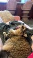 #OMG: La lengua del gato se engancha repetidamente en las mantas