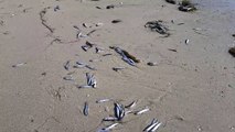 #VIRAL: Aparecen miles de peces muertos en playas de Ensenada