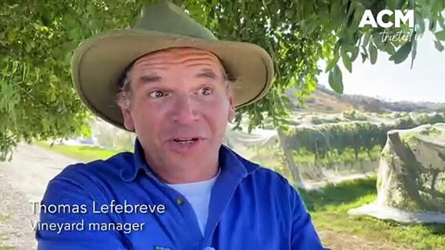 How are wineries and vineyards being impacted by climate change