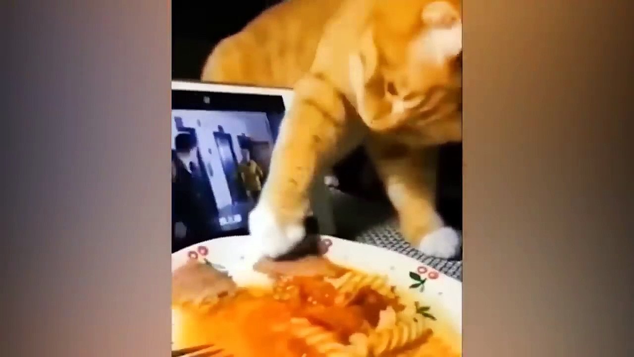 Funniest Animals  New Funny Cats and Dogs Videos  (6)