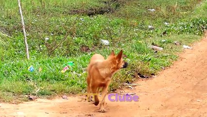 "Unbelievable: Fans Horn and Tiger Fake Prank VS Dogs Epic Showdown!"