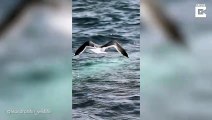 Una gaviota se posa sobre el lomo de una ballena