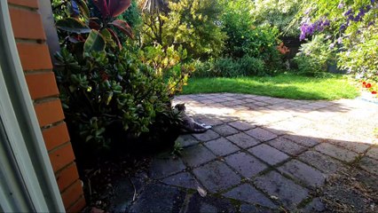 Cat In The Backyard Live Stream ASMR No Music Natural Sound(1)