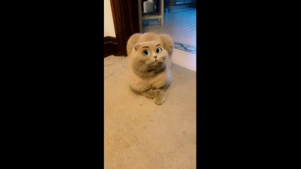 Funniest Cats And Dogs Videos - Best Funny Animal Videos #funny dogs #funny cats
