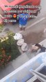 #VIRAL: Perro regresa a casa solo en mototaxi después de que la dueña lo olvido en el mercado