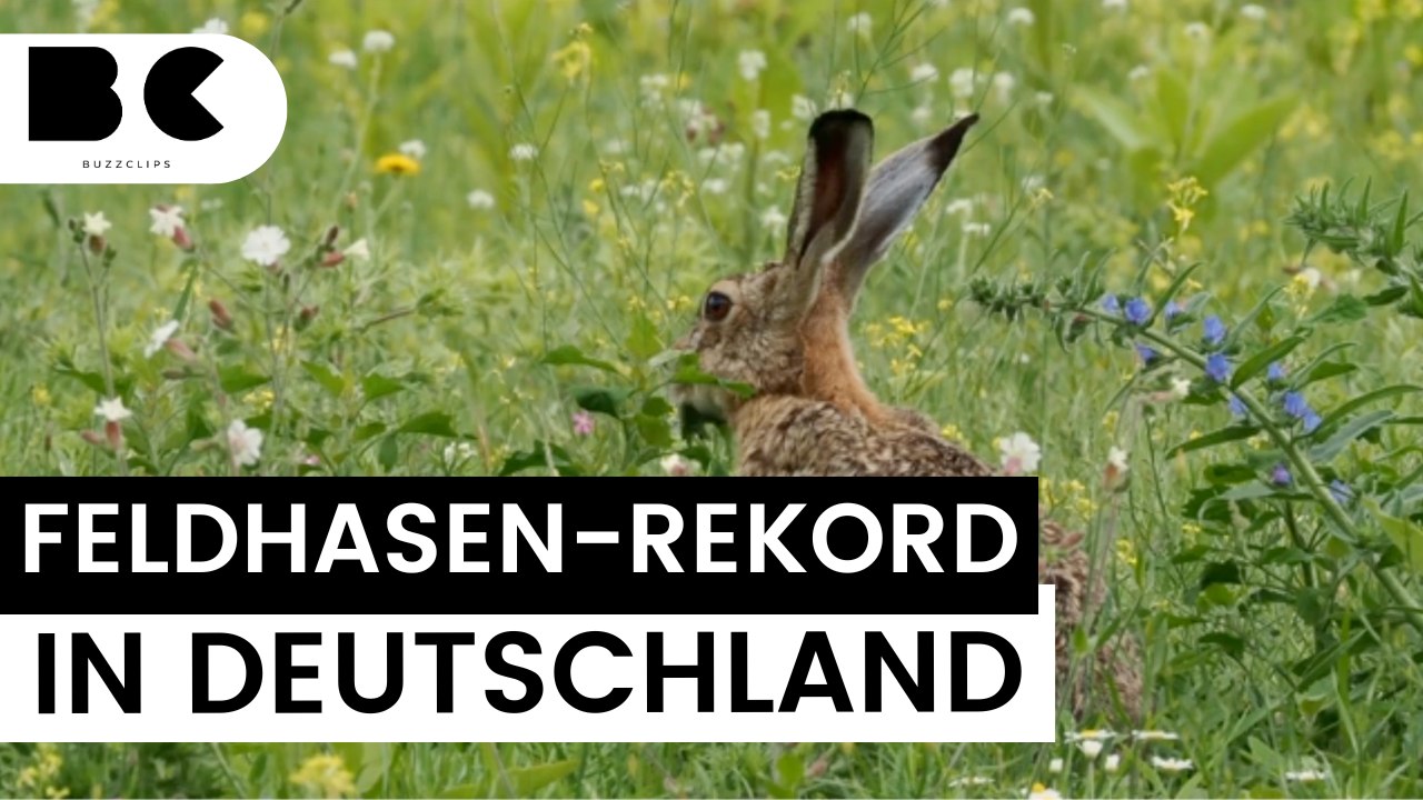 Ostern gesichert: So viele Feldhasen gibt es in Deutschland