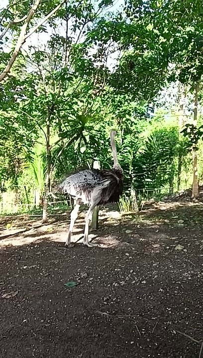 ostrich