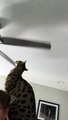 #OMG: Gato exótico se deja golpear la cabeza por un ventilador