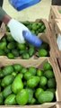 Apreendida cocaína escondida em abacates na Colômbia. Destino? Setúbal