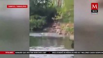 #VIDEO: Momento exacto en que un cocodrilo arrastra y ahoga a una mujer en Tamaulipas