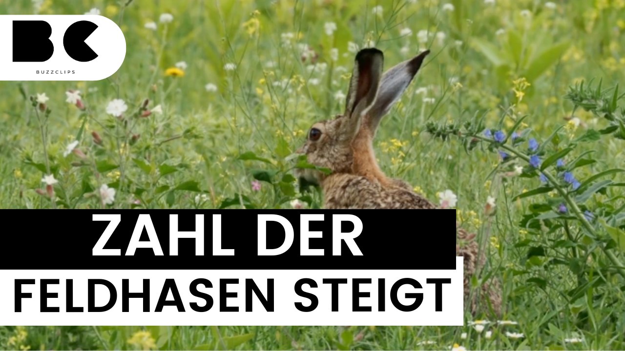 Feldhasen-Rekord in Deutschland - Pünktlich zu Ostern