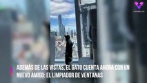 #CUTE: Este gato se hace amigo del limpiador de ventanas