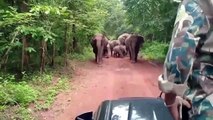 #VIDEO: Los guardas del parque se enfrentan a los elefantes salvajes que defienden su territorio