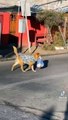#VIRAL: ¡Lomito repartidor! Perrito cargando bolsa de pan hasta su casa se vuelve viral en TikTok