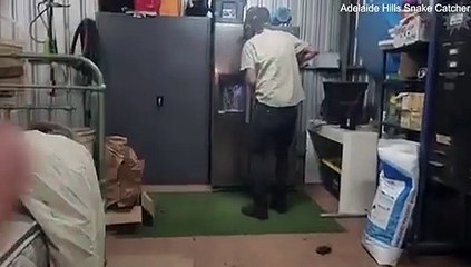 ¡Que susto! En Australia, una mujer se encontró una serpiente saliendo de su nevera