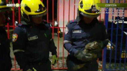 Bomberos lo rescataron primate en Cali