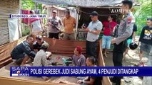 Detik-Detik Penggerebekan Arena Judi Sabung Ayam di Situbondo, 4 Penjudi Ditangkap!
