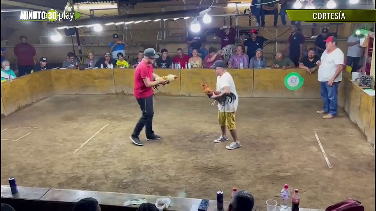 La venganza del gallo. el animal casi mata a su gallero con la espuela