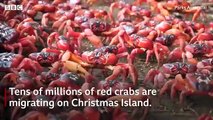#VIDEO: Millones de cangrejos rojos pululan por carreteras y puentes en Australia