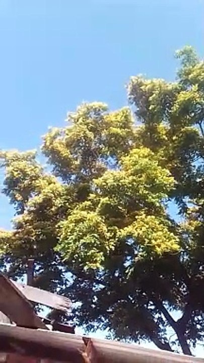 big tree!