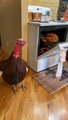 #VIRAL: Mujer muestra a su mascota pavo a otro de la especie cocinándose para Acción de Gracias