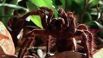 Observa cómo la araña más grande del mundo inmoviliza a sus presas