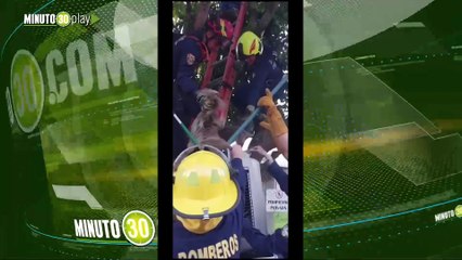 ‘Qué lindo’ Rescatan a un oso perezoso que estaba