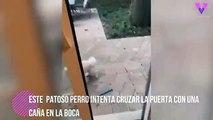 perro intenta cruzar la puerta con una caña de pescar en la boca