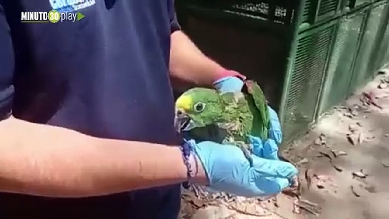 Qué crueldad En morrales y cajas de cartón movilizaban a 23 animalitos