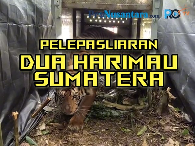 Pelepasliaran Dua Harimau Sumatera di Taman Nasional Gunung Leuser