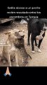 Las imágenes que están enterneciendo a internet - Gato abraza a perro que fue rescatado entre escombros en Turquía