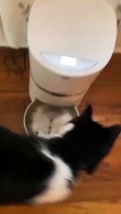 Cat rebooted the system