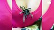 #OMG: Una araña gigante ataca lacamara y mas encuentros escalofriantes con arañas