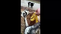 A la divertida cabra le encanta comer cáscaras de plátano