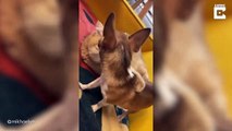 Un perro enérgico se rinde al intentar jugar con el gato