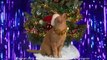 Jingle Cats - Jingle Bells Meowy Christmas