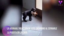 #CUTE: La adorable reacción de este cachorro al cerrarle la puerta en la cara