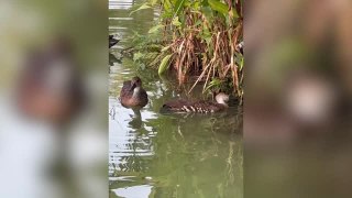 Ducks Ask Passerby To Rescue Seemingly-Dead Friend | Happily TV