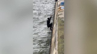 After Dog Falls 15ft Into River Strangers Coax It To Safety | Wild-ish TV
