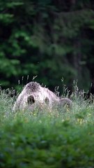 Wild Life - Bear in flower - High Quality Video - #freeVideos