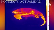 ALERTA EN HAWAI POR POSIBLE ERUPCIÓN DEL VOLCÁN KILAUEA