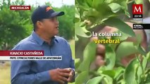 Abandonan cultivos de #limón tras amenazas de la delincuencia en Michoacán