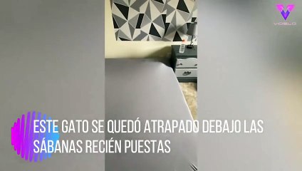 Descargar video: #OMG: Este gato se queda atrapado debajo las sábanas recién puestas