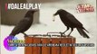 #OMG: Empresa de limpieza entrena a cuervos para recoger colillas de las calles y cambiarlas por comida