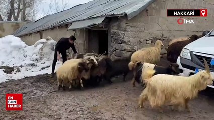 Yüksekova’da çiftçilerin kış zorluğu devam ediyor