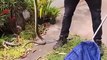 #OMG: Un cazador de serpientes elimina dos serpientes marrones del patio trasero