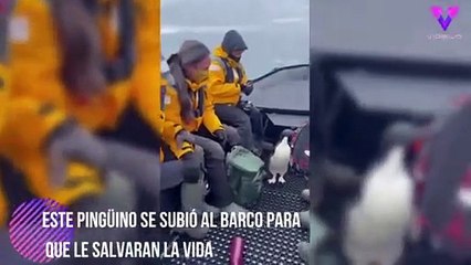 Download Video: Turistas rescataron a pingüino de ser atacado por una foca