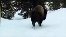 #OMG: Los bisontes más agresivos entusiasman a los visitantes del Parque Nacional de Yellowstone